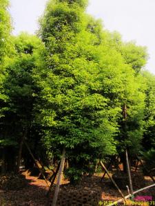 多杆香樟